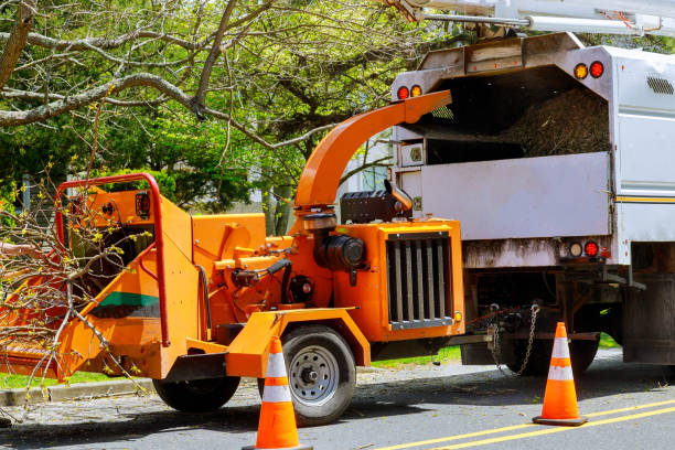 Trusted District Heights, MD  Tree Services Experts