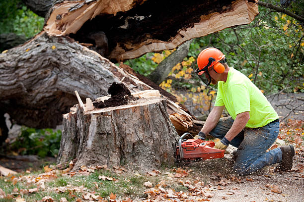 Why Choose Our Tree Removal Services in District Heights, MD?